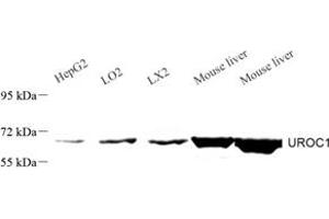 Western blot analysis of UROC1 (ABIN7076158) at dilution of 1: 1000 (UROC1 antibody)