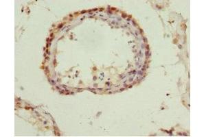 Immunohistochemistry of paraffin-embedded human testis tissue using ABIN7166001 at dilution of 1:100 (QKI antibody  (AA 1-341))