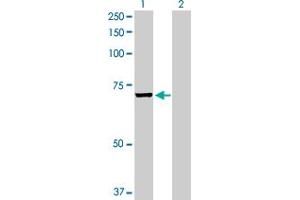 Western Blot analysis of EPM2AIP1 expression in transfected 293T cell line by EPM2AIP1 MaxPab polyclonal antibody. (EPM2AIP1 antibody  (AA 1-607))
