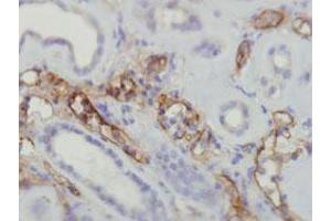 Immunohistochemical staining (Formalin-fixed paraffin-embedded sections) of human kidney with C4A/C4B monoclonal antibody, clone A24-T . (C4A antibody  (Internal Region))