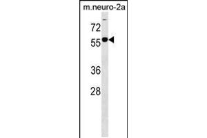 Western blot analysis in mouse Neuro-2a cell line lysates (35ug/lane). (B4GALNT1 antibody  (AA 296-323))