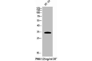Western Blot analysis of HT29+PMA cells using Phospho-Cdk5 (Y15) Polyclonal Antibody (CDK5 antibody  (pTyr15))