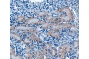 Used in DAB staining on fromalin fixed paraffin- embedded kidney tissue (OS9 antibody  (AA 471-672))