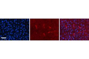 Rabbit Anti-CDK2 Antibody Catalog Number: ARP30331_P050 Formalin Fixed Paraffin Embedded Tissue: Human Liver Tissue Observed Staining: Cytoplasm in Kupffer cells Primary Antibody Concentration: 1:100 Other Working Concentrations: N/A Secondary Antibody: Donkey anti-Rabbit-Cy3 Secondary Antibody Concentration: 1:200 Magnification: 20X Exposure Time: 0. (CDK2 antibody  (Middle Region))
