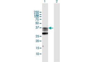 Western Blot analysis of PTGES2 expression in transfected 293T cell line by PTGES2 MaxPab polyclonal antibody. (PTGES2 antibody  (AA 1-377))