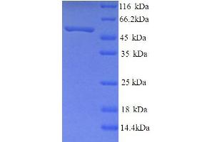 SDS-PAGE (SDS) image for Neuropeptide FF Receptor 2 (NPFF2) (AA 1-420), (full length) protein (His tag) (ABIN4975771) (NPFFR2 Protein (AA 1-420, full length) (His tag))