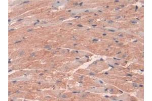 Detection of INSL5 in Mouse Heart Tissue using Polyclonal Antibody to Insulin Like Protein 5 (INSL5) (INSL5 antibody  (AA 23-135))
