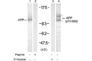 Image no. 1 for anti-Amyloid beta (A4) Precursor Protein (APP) (pThr668) antibody (ABIN196928) (APP antibody  (pThr668))