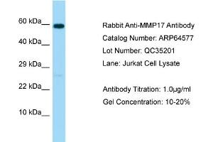 Western Blotting (WB) image for anti-Matrix Metallopeptidase 17 (Membrane-inserted) (MMP17) (C-Term) antibody (ABIN2789884)