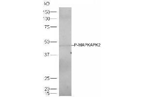 Lane 1: mouse heart lysates probed with Rabbit Anti-MAPKAPK2(Thr334) Polyclonal Antibody, Unconjugated  at 1:5000 for 90 min at 37˚C. (MAPKAP Kinase 2 antibody  (pThr334))