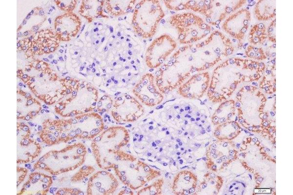 AGE antibody