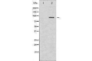 SYK antibody  (pTyr323)