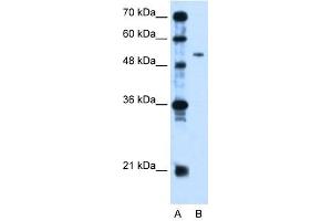PSG1 antibody used at 2.