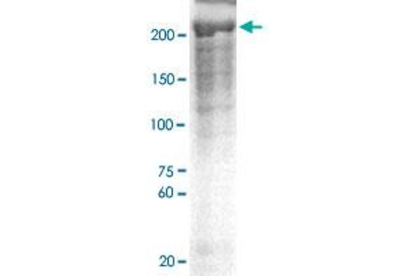 Neurofibromin 1 antibody  (pSer2741)