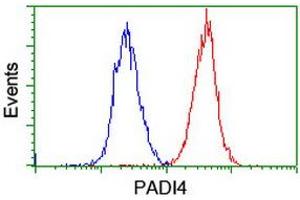 Image no. 3 for anti-Peptidyl Arginine Deiminase, Type IV (PADI4) (AA 299-588) antibody (ABIN1491355) (PAD4 antibody  (AA 299-588))