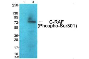 Western blot analysis of extracts from COS7 cells (Lane 2), using C-RAF (Phospho-Ser301) Antibody. (RAF1 antibody  (pSer301))
