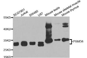 Western blot analysis of extracts of various cell lines, using PSMD8 antibody.