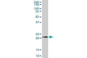 LY96 MaxPab polyclonal antibody. (LY96 antibody  (AA 19-160))