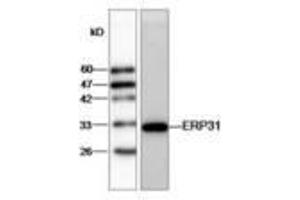 Image no. 1 for anti-Endoplasmic Reticulum Protein 29 (ERP29) (AA 33-261) antibody (ABIN791433) (ERP29 antibody  (AA 33-261))