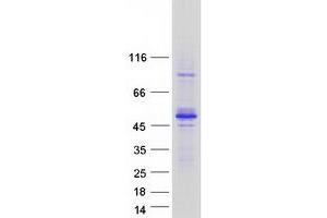 Validation with Western Blot (TES Protein (Transcript Variant 1) (Myc-DYKDDDDK Tag))