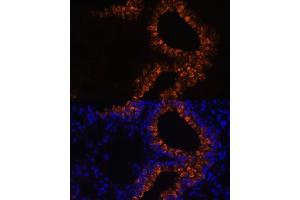 Immunofluorescence analysis of mouse lung cells using SCGB1 antibody (6997) at dilution of 1:100. (SCGB1A1 antibody  (AA 22-91))