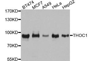 Western blot analysis of extracts of various cell lines, using THOC1 antibody. (THOC1 antibody)