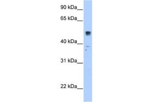 Western Blotting (WB) image for anti-Solute Carrier Family 35, Member F5 (SLC35F5) antibody (ABIN2462767) (SLC35F5 antibody)