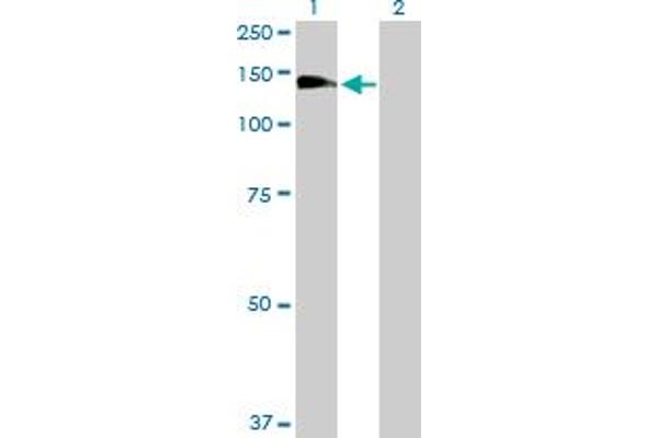 RALGDS antibody  (AA 1-902)
