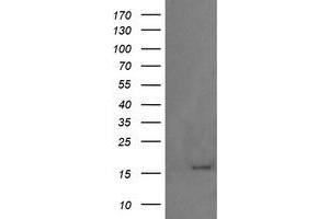 Image no. 2 for anti-Growth Arrest and DNA-Damage-Inducible, gamma (GADD45G) antibody (ABIN1497601)