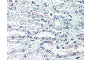 Anti-Occludin antibody IHC of human kidney. (Occludin antibody  (C-Term))