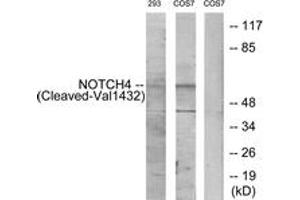Western blot analysis of extracts from 293/COS7 cells, treated with etoposide 25uM 1h, using NOTCH4 (Cleaved-Val1432) Antibody.