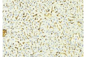 ABIN6268680 at 1/100 staining Mouse liver tissue by IHC-P. (alpha Fetoprotein antibody  (C-Term))