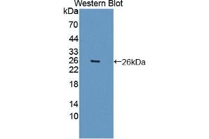 Western blot analysis of the recombinant protein. (ARNTL antibody  (AA 1-169))