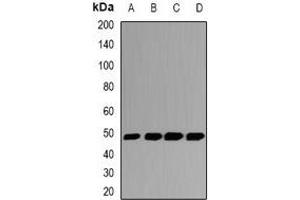 Western blot analysis of GSDML expression in Hela (A), HT29 (B), mouse liver (C), rat liver (D) whole cell lysates. (Gasdermin B antibody)