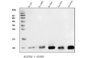 Western blot analysis of COX8A using anti-COX8A antibody (ABIN7602820).