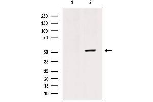 Western blot analysis of extracts from mouse brain tissue, using GLUT3 Antibody. (SLC2A3 antibody  (C-Term))