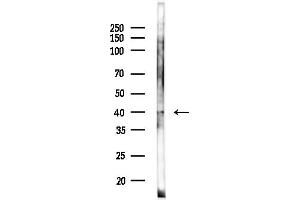 Western blot analysis of lysates from Rat liver, using FBP1 Antibody at 1/1000 dilution.