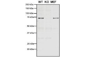 Western Blot analysis of Human, Mouse A549, MEF showing detection of VPS35 protein using Mouse Anti-VPS35 Monoclonal Antibody, Clone 11H10 (ABIN6933008). (VPS35 antibody  (Atto 594))