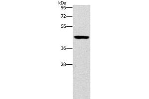 Western Blot analysis of Mouse brain tissue using B3GAT1 Polyclonal Antibody at dilution of 1:400 (CD57 antibody)