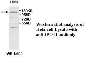 Image no. 1 for anti-Importin 11 (IPO11) antibody (ABIN1577291) (Importin 11 antibody)