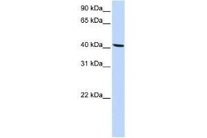 SLC22A18 antibody used at 1 ug/ml to detect target protein. (ORCTL-2/SLC22A18 antibody  (N-Term))