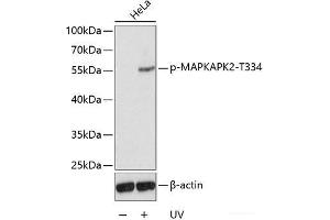 Western blot analysis of extracts from HeLa cells using Phospho-MAPKAPK2(T334) Polyclonal Antibody. (MAPKAP Kinase 2 antibody  (pThr334))