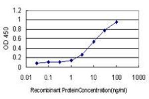 Detection limit for recombinant GST tagged CLU is approximately 0. (Clusterin antibody  (AA 402-501))
