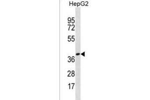 OR4X1 Antibody (N-term) (ABIN1539528 and ABIN2850051) western blot analysis in HepG2 cell line lysates (35 μg/lane). (OR4X1 antibody  (N-Term))