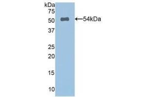 Detection of Recombinant SPON2, Human using Polyclonal Antibody to Spondin 2 (SPON2)