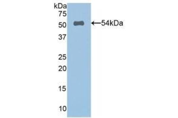 SPON2 抗体  (AA 119-331)