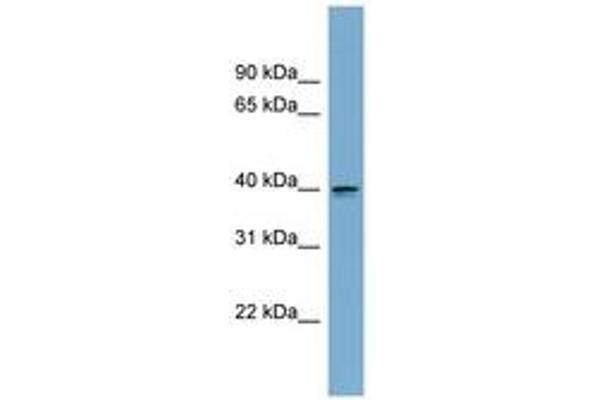 ASPHD2 antibody  (AA 107-156)
