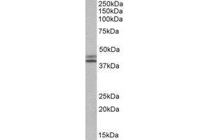 Western Blotting (WB) image for anti-Isocitrate Dehydrogenase 1 (NADP+), Soluble (IDH1) (Internal Region) antibody (ABIN2464781) (IDH1 antibody  (Internal Region))
