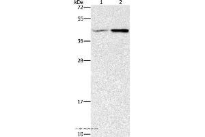 Western blot analysis of Human fetal brain and mouse heart tissue, using GNB5 Polyclonal Antibody at dilution of 1:550 (GNB5 antibody)