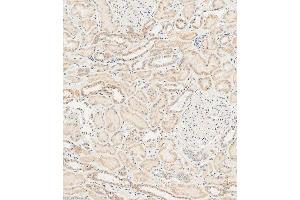 Immunohistochemical analysis of paraffin-embedded human kidney tissue using (ABIN1537780 and ABIN2848638) performed on the Leica® BOND RXm.